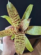 Bromelia voor terrarium 5.5cm potje, Huis en Inrichting, Kamerplanten, Ophalen of Verzenden, Halfschaduw, Minder dan 100 cm