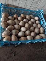 Broedeieren kalkoen, Geslacht onbekend, Kalkoen