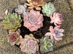 Mini vetplanten set(10 stuks)/3-5cm/vetplant/succulent, Ophalen of Verzenden, Halfschaduw, Minder dan 100 cm