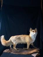 Prachtig opgezette vos - Uniek decoratiestuk, Verzamelen, Dierenverzamelingen, Ophalen of Verzenden, Gebruikt, Wild dier, Opgezet dier