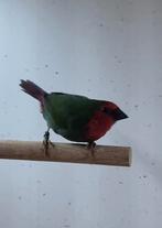 Roodkoppapegaaiammadine pop, Dieren en Toebehoren, Vogels | Overige Vogels, Vrouwelijk, Geringd