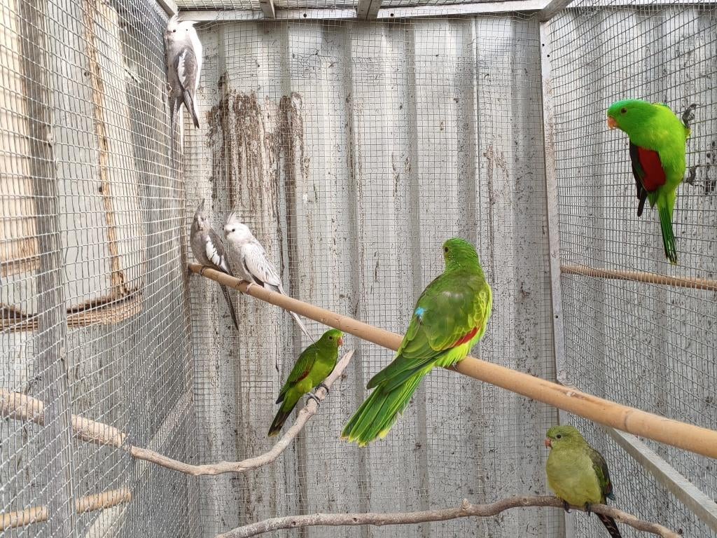 roodvleugel pop broedrijp, Dieren en Toebehoren, Vogels | Parkieten en Papegaaien, Vrouwelijk, Parkiet, Geringd