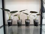 Alocasia regal shield, Overige materialen, Nieuw, Ophalen of Verzenden, Minder dan 50 cm