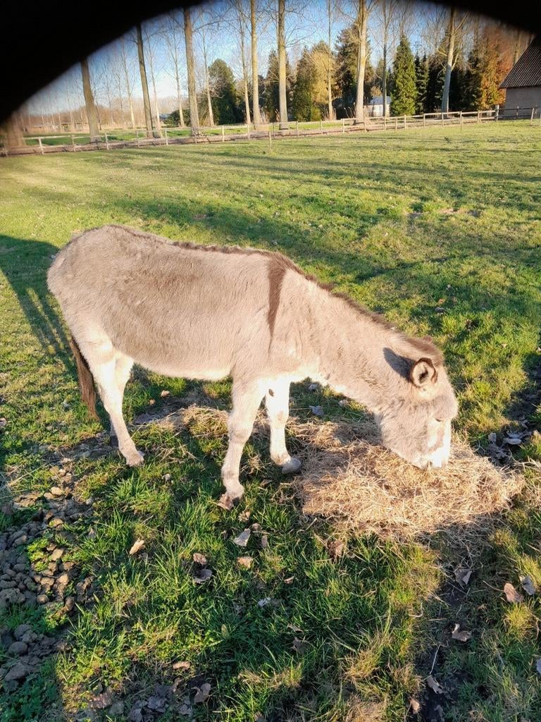 Ezel hengst tehuur, Dieren en Toebehoren, Schapen, Geiten en Varkens, Mannelijk, Schaap