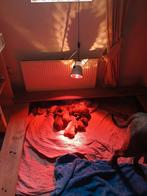 Goed huis gezocht voor cane corse pups. Allemaal blauw /grij, Dieren en Toebehoren, Honden | Bulldogs, Pinschers en Molossers