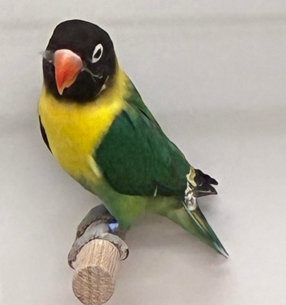 Agapornis personata man turquoise, Dieren en Toebehoren, Mannelijk, Dwergpapegaai of Agapornis, Geringd