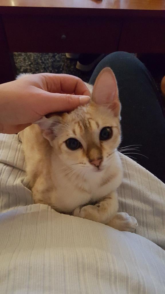 Fily, een gesteriliseerde F6 Savannah poes van 5 jaar., Dieren en Toebehoren, Poes, Gechipt, 3 tot 5 jaar