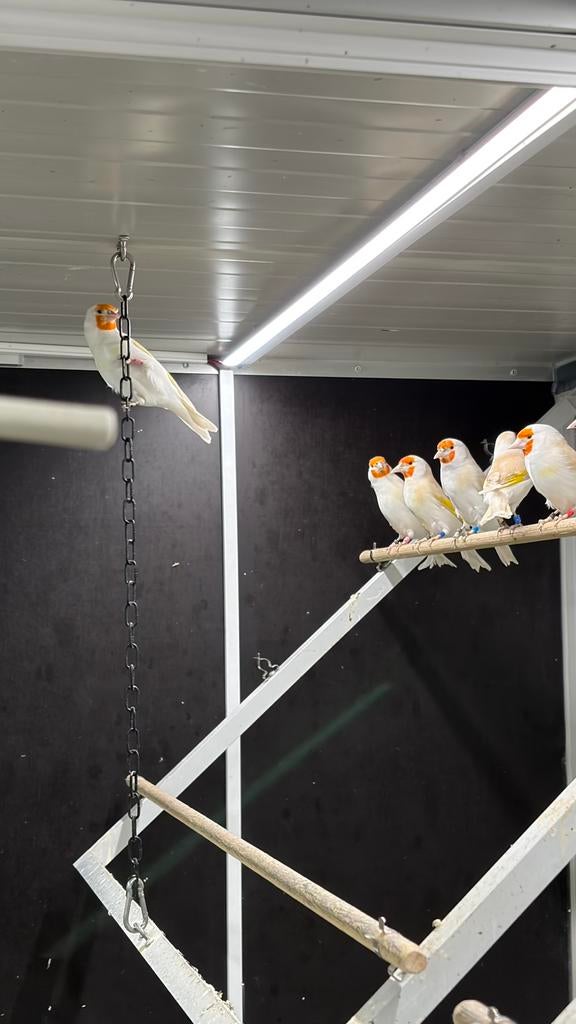 Majoor putters, Dieren en Toebehoren, Vogels | Overige Vogels, Meerdere dieren, Wildzangvogel