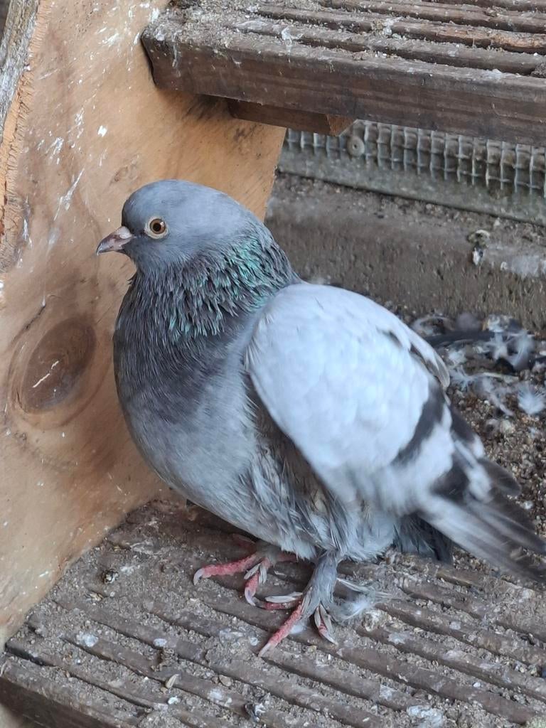 Sierduif, Dieren en Toebehoren, Vogels | Duiven