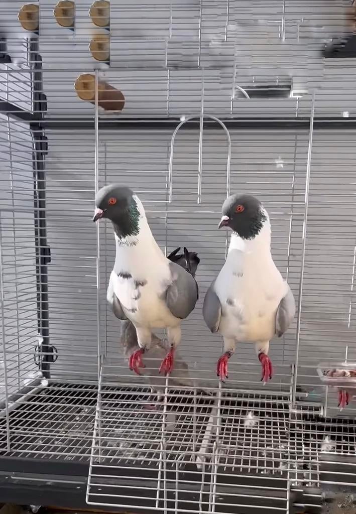Duitse modena koppel Gazzi, Meerdere dieren, Overige soorten