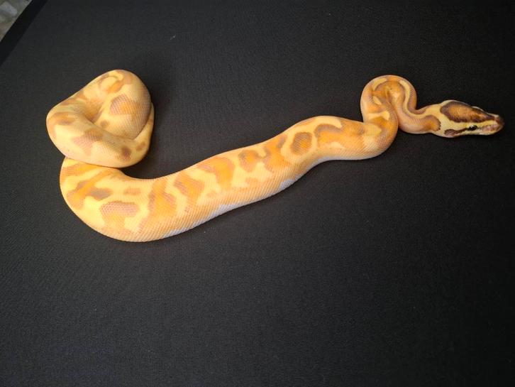 0.1 Pavement OD Enchi Ball Python Ball Python - female for sale from Patrick