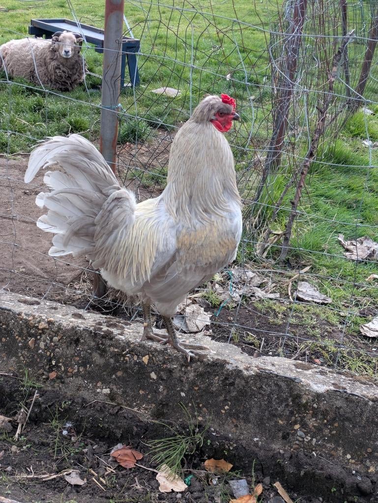 Knappe lavendel araucana haan, Dieren en Toebehoren, Pluimvee, Mannelijk, Kip