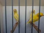 1 koppel raza kanaries, Meerdere dieren, Kleurkanarie