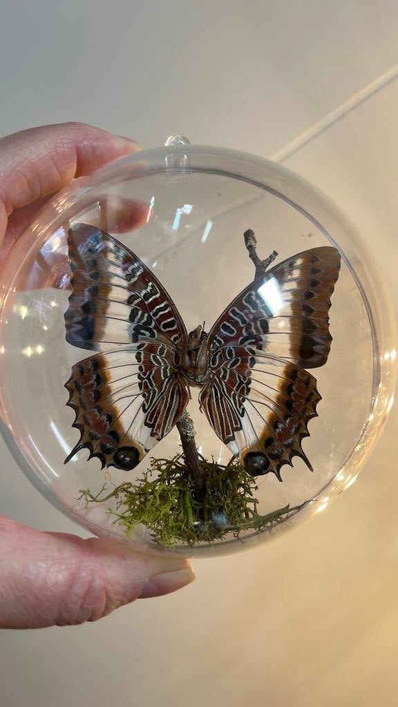 Opgezette vlinder Charaxes andara in transparante bal, Ophalen of Verzenden, Nieuw, Insect, Opgezet dier