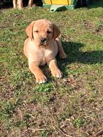 Super mooie labrador pups Blond x Redfox, Dieren en Toebehoren, Honden | Retrievers, Spaniëls en Waterhonden, 8 tot 15 weken, Labrador retriever