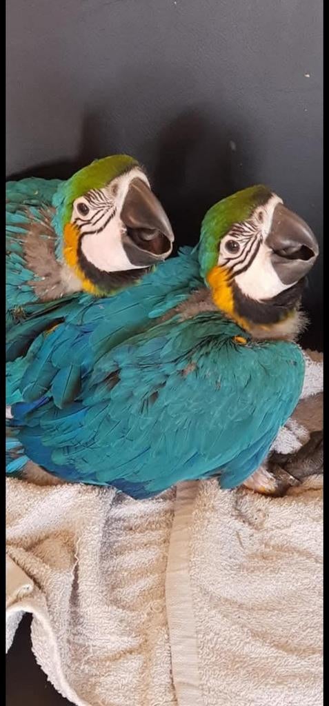 te koop blauwgeel ara, Dieren en Toebehoren, Vogels | Parkieten en Papegaaien, Geslacht onbekend, Papegaai, Geringd