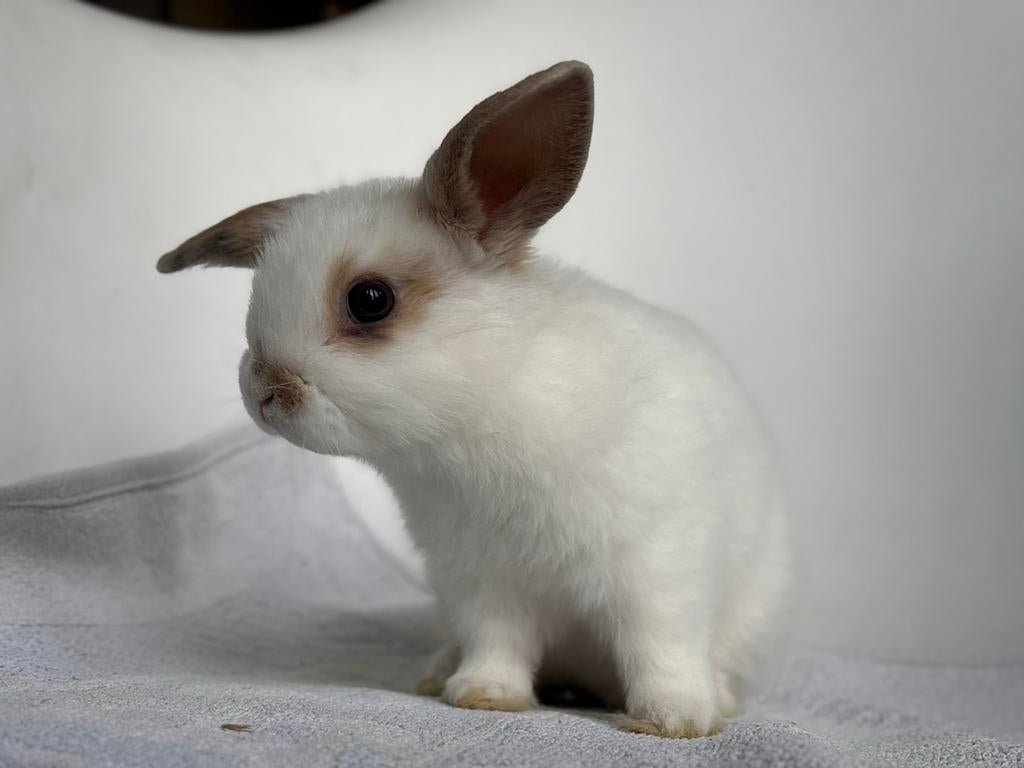 Dwerg babykonijntjes, Dieren en Toebehoren, Dwerg