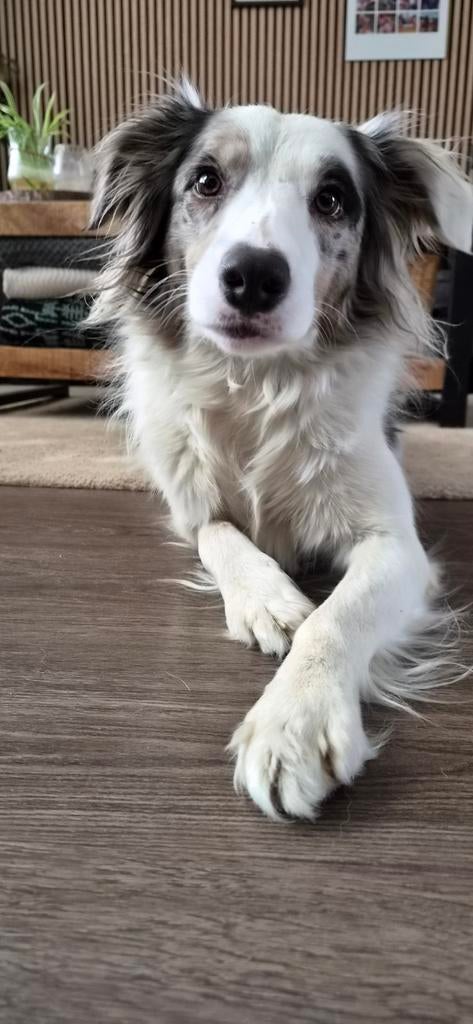 Border collie teef, blue merle, 3,5 jaar, Teef, Collie, Eén hond, 3 tot 5 jaar