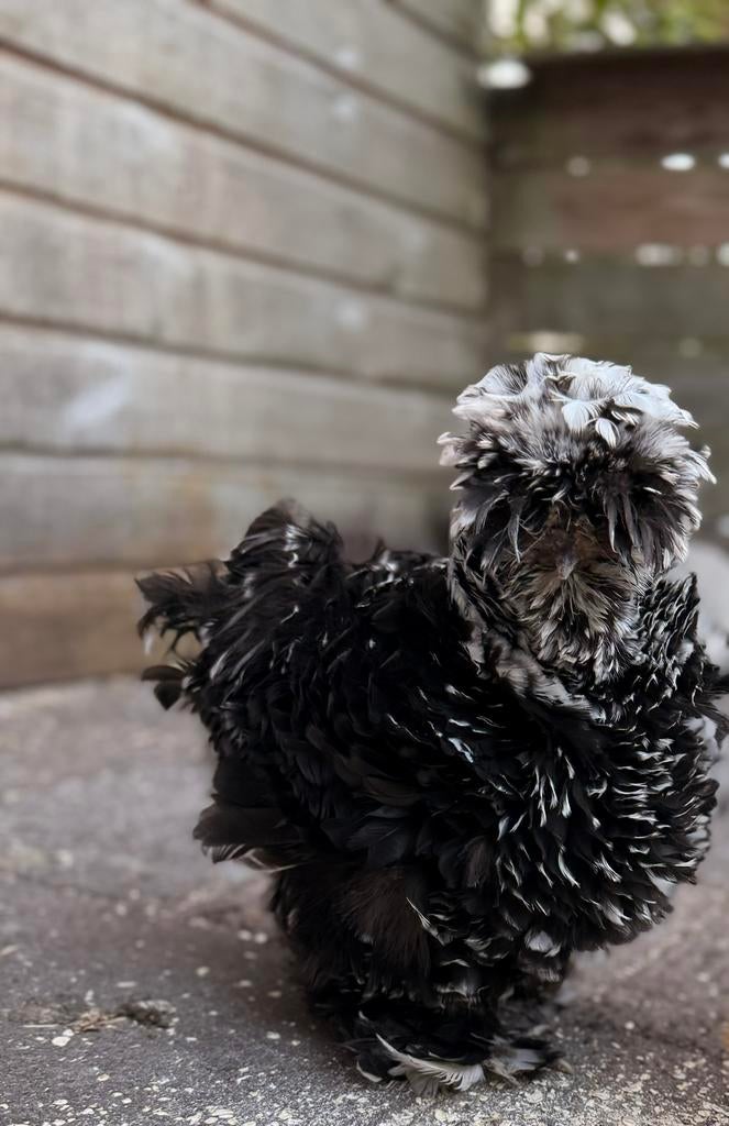 Broedeieren zijdehoen verschillende kleurslagen USA, Dieren en Toebehoren, Pluimvee, Geslacht onbekend, Kip
