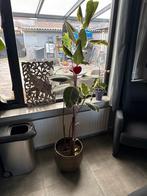 Grote Ficus plant met pot - Ideaal voor woonkamer of kantoor, Vaste plant, Bloeit niet, Halfschaduw, Ophalen