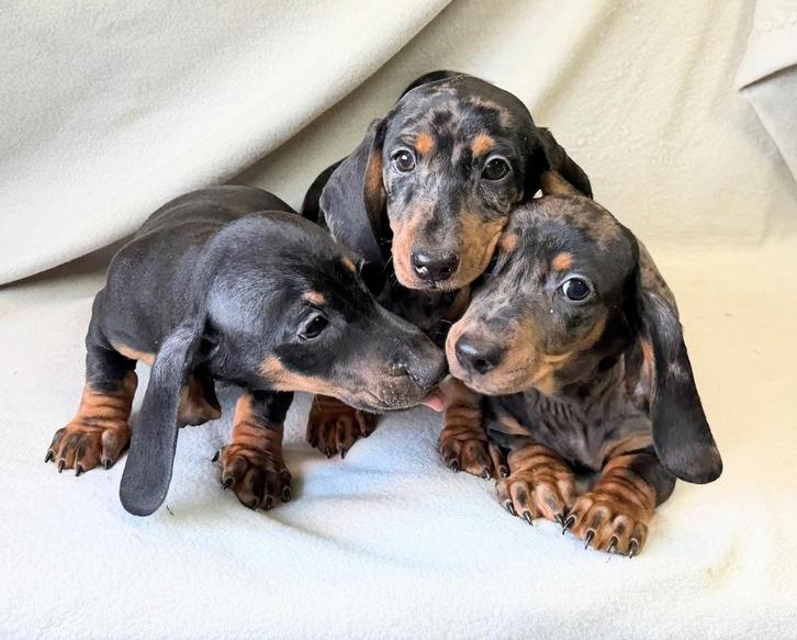 Teckel pups, Dieren en Toebehoren, Honden | Teckels en Dashonden, Meerdere dieren, Korthaar, Dwerg, Fokker | Professioneel, Meerdere