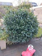 Groenblijvende struik, 1.75m hoog - Ideaal voor tuin, Tuin en Terras, Planten | Tuinplanten, Ophalen