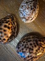 3 grote schelpen 5 eut pst, Ophalen of Verzenden, Overige materialen