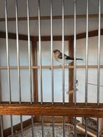 Distelvink, Dieren en Toebehoren, Vogels | Kanaries, Mannelijk, Bastaard