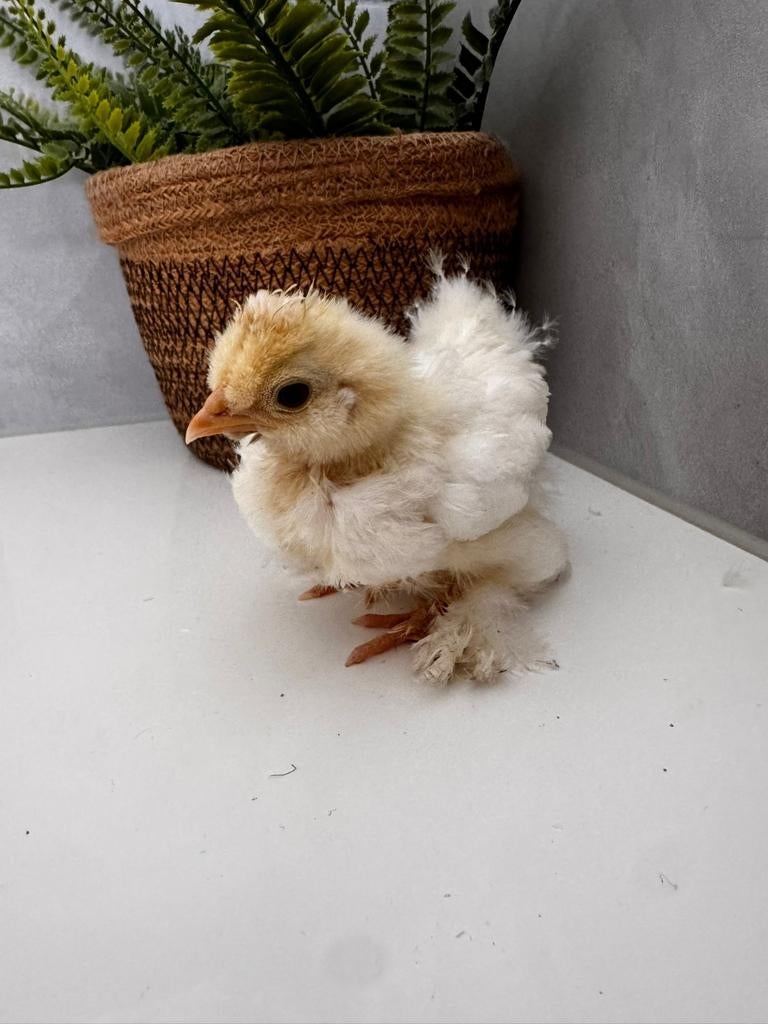 Mooie USA Zijdehoen mottled gladveer kuiken 3 weken haan, Dieren en Toebehoren, Pluimvee, Mannelijk, Kip