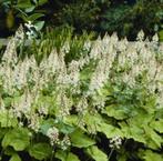 Tiarella Cordifolia (schuimbloem), Tuin en Terras, Planten | Tuinplanten, Ophalen, Lente, Vaste plant, Volledige schaduw