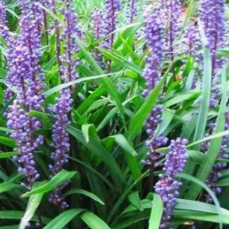 Veel goedkope vaste plant siergras carex klimplant nandina, Tuin en Terras, Planten | Tuinplanten, Vaste plant, Siergrassen, Halfschaduw