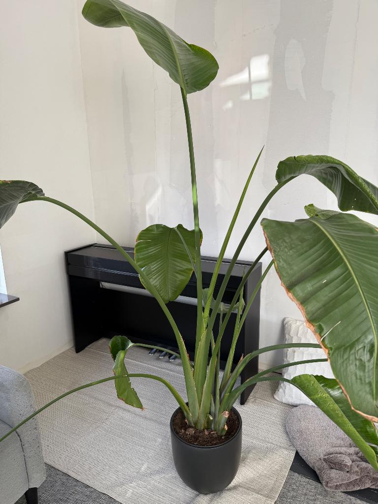 Strelitzia Nicolai XL, Huis en Inrichting, Kamerplanten, 200 cm of meer, Volle zon, Ophalen
