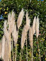 pluimen pamgras pluim 30 stuks, Ophalen, Nieuw