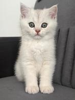 lieve britse korthaar kitten zoeken een warm thuis, Kater, Ontwormd, 0 tot 2 jaar