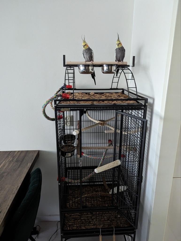 Valkparkieten, Ophalen of Verzenden, Metaal, Vogelkooi