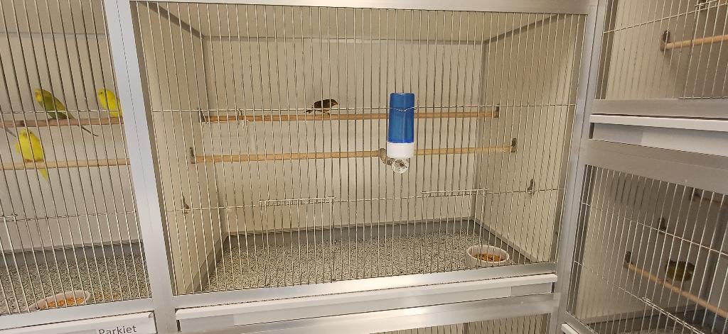 japanse nchtegaal, Dieren en Toebehoren, Vogels | Overige Vogels, Mannelijk, Tropenvogel, Geringd