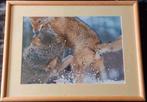 Spelende wolven (foto) .. in Barth wissellijst van 40x50 cm., Ophalen of Verzenden