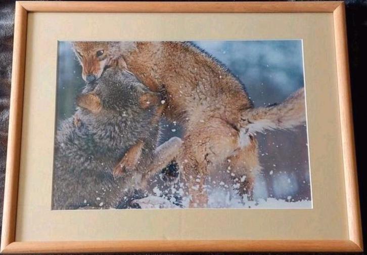 Spelende wolven (foto) .. in Barth wissellijst van 40x50 cm., Antiek en Kunst, Kunst | Tekeningen en Foto's, Ophalen of Verzenden