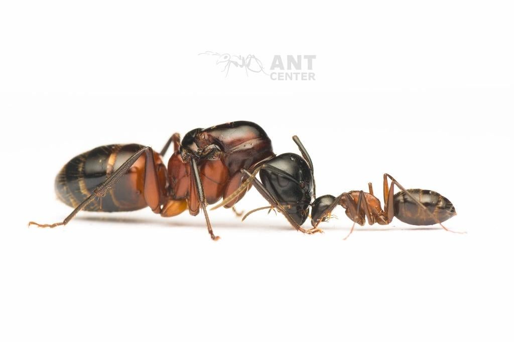 Camponotus ligniperdus 1Q+1w+eitjes, Mieren
