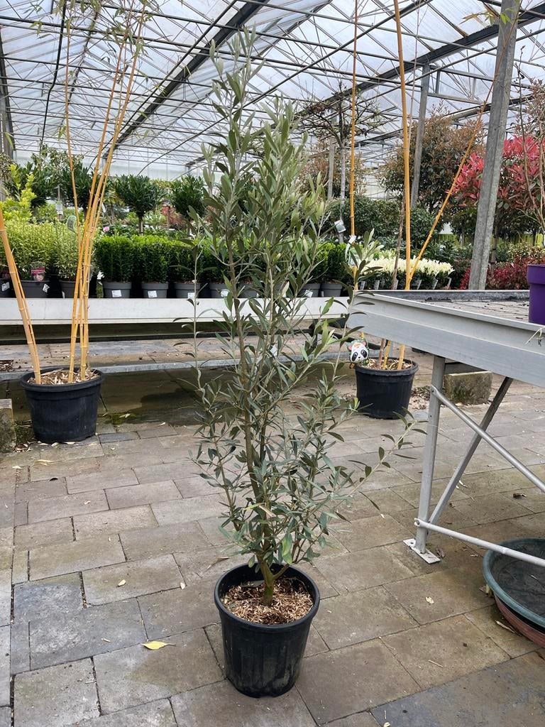 Olea Europaea struikvormige olijf €29,95, Tuin en Terras, Overige soorten, Volle zon, Vaste plant, Ophalen of Verzenden