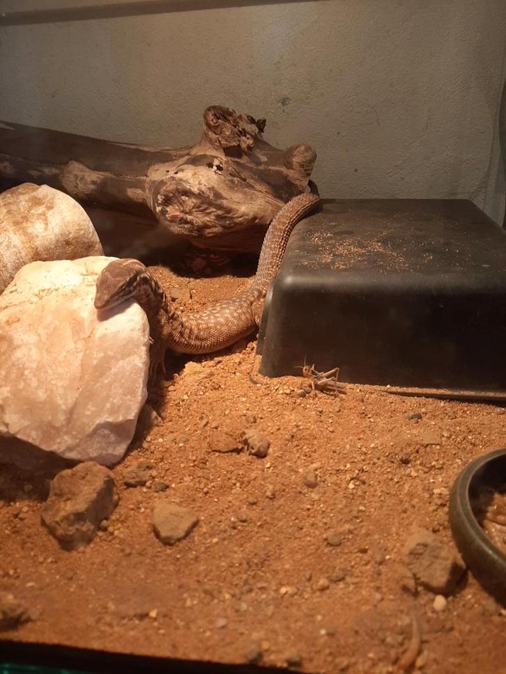 Ackie Monitor (Varanus Acanthurus) Monitor Lizard - male for sale from Johnny