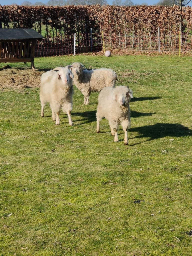 Angora geiten. 1 bok en 2 geiten, Dieren en Toebehoren, Meerdere dieren, Geit