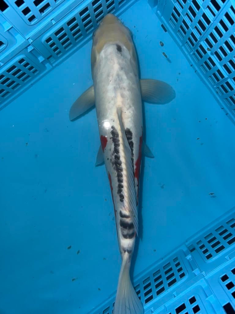 Te koop: Prachtige japanse koi doitsu asagi van 35cm, Karper of Koi