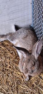 Grote vlaamse reus ram, Dieren en Toebehoren, Konijnen, Mannelijk, Groot, 0 tot 2 jaar