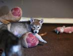 Wolfhond Oud Duitse Herder Malamute Husky puppy’s, Overige rassen, 8 tot 15 weken, Parvo, Meerdere