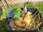 3 knappe zuivere Indische loopeend pulletjes/kuikens, Dieren en Toebehoren, Pluimvee, Mannelijk, Eend