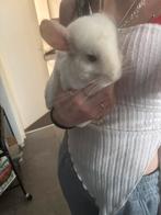 2 super mooie chinchilla mannen beschikbaar.. koopje. Zsm, Dieren en Toebehoren, Knaagdieren, Chinchilla, Mannelijk, Januari, Tam