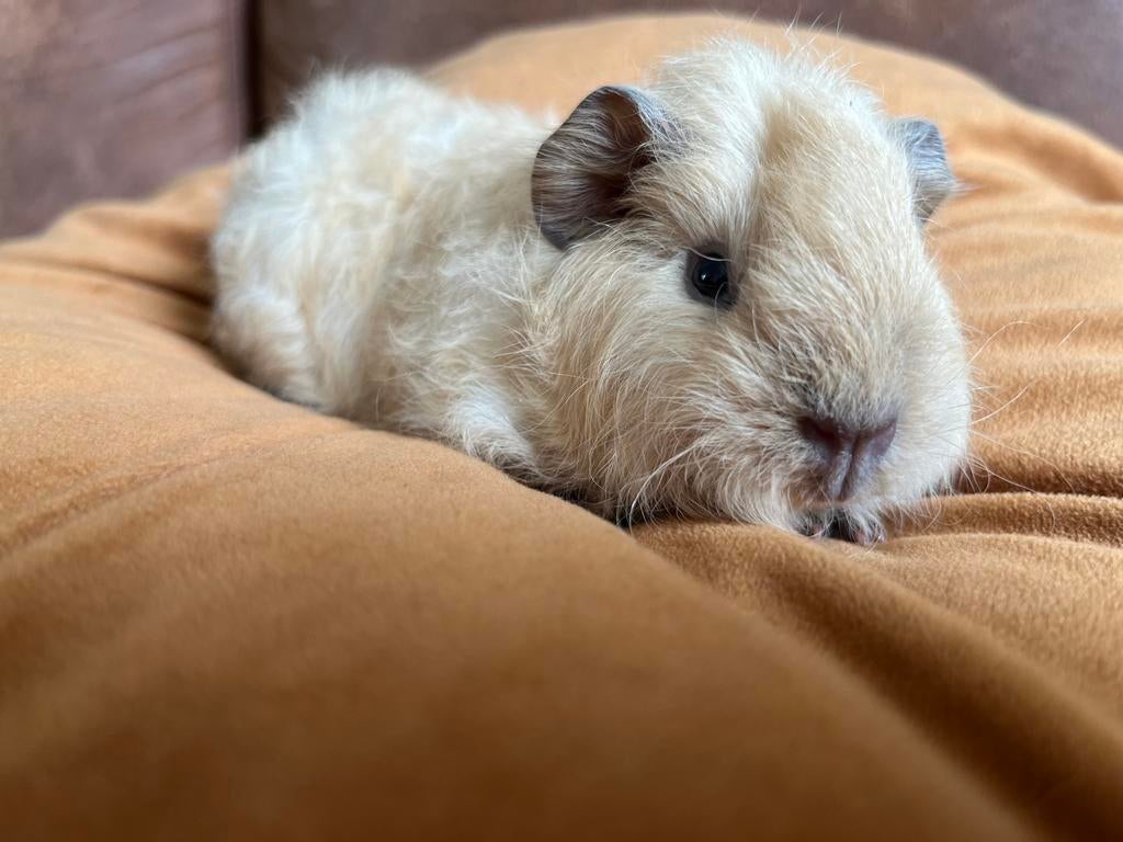 Prachtig jong/baby ch teddy  creme california cavia beertje, Dieren en Toebehoren, Knaagdieren, Mannelijk, Tam, Maart, Cavia