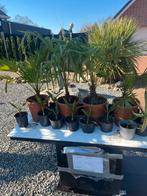 Winterharde Palmbomen - Stam 15/20 cm, Volle zon, Vaste plant, Bloeit niet, Ophalen