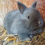 Konijn, Dieren en Toebehoren, Konijnen, Geslacht onbekend, Middelgroot